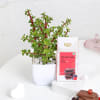 Gift Jade Plant With Pot And Chocolate