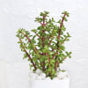 Buy Jade Plant With Self-Watering Planter And Mini Teddy Bear