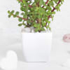 Shop Jade Plant With Self-Watering Planter And Mini Teddy Bear