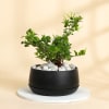 Gift Jasmine Plant With Black Planter