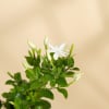 Buy Jasmine Plant With Black Planter