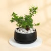 Jasmine Plant With Black Planter Online