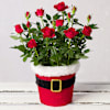 Joyful Christmas Roses In Santa Pot Online