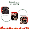 Shop Juicy Joy Cherry Tomato Grow Kit
