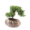 Juniper Bonsai in Rock Planter Online