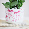 Buy Kalanchoe Beauty