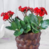Gift Kalanchoe Flower Plant in Ceramic Planter