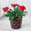 Buy Kalanchoe Flower Plant in Ceramic Planter