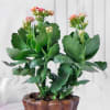 Gift Kalanchoe Flower Plant in Textured Ceramic Planter