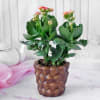 Buy Kalanchoe Flower Plant in Textured Ceramic Planter