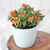 Gift Kalanchoe Flower Plant in Textured Plastic Planter
