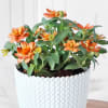Buy Kalanchoe Flower Plant in Textured Plastic Planter