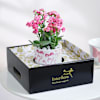 Shop Kalanchoe Knots