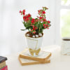 Gift Kalanchoe Plant In Golden Bow Planter
