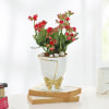 Buy Kalanchoe Plant In Golden Bow Planter