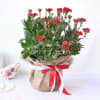 Gift Kalanchoe Plant in Jute Wrapping with Planter