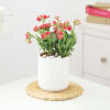 Gift Kalanchoe Plant In Ribbed White Planter