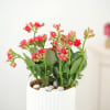 Shop Kalanchoe Plant In Ribbed White Planter