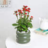 Gift Kalanchoe Plant With Ceramic Green Planter