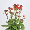 Buy Kalanchoe Plant With Ceramic Green Planter