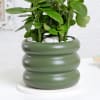 Shop Kalanchoe Plant With Ceramic Green Planter