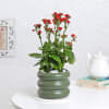 Kalanchoe Plant With Ceramic Green Planter Online