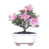 Kazan Azalea Bonsai Plant Online