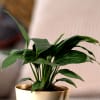 Buy Keep Going Spathiphyllum Sensation (Peace Lily) With Self Watering Pot Customized with logo