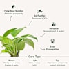 Shop Keep Growing Money Plant