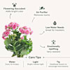 Shop Kind Like Kalanchoe