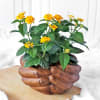 Gift Lantana Flower Plant in Folded Hands Ceramic Planter