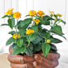 Buy Lantana Flower Plant in Folded Hands Ceramic Planter