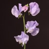 Lathyrus Winter Sunshine Lavender (Bunch of 10) Online