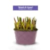 Buy Lavender Blooms Bulb Garden