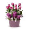 Lavender Blooms Bulb Garden Online