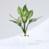 Gift Let Love Grow Aglaonema Plant with Planter