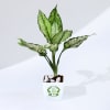 Buy Let Love Grow Aglaonema Plant with Planter