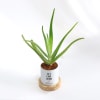 Buy Let Love Grow - Aloe Vera Plant With Pot - Personalized
