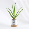 Shop Let Love Grow - Aloe Vera Plant With Pot - Personalized