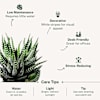 Shop Let Love Grow Haworthia Plant With Planter