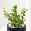 Shop Let Love Grow Jade Plant With Planter