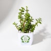 Gift Let Love Grow Jade Plant With Plastic Pot