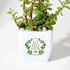 Buy Let Love Grow Jade Plant With Plastic Pot