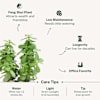 Shop Let Love Grow Jade Plant With Plastic Pot