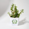 Let Love Grow Jade Plant With Plastic Pot Online