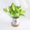 Gift Let Love Grow - Money Plant - Personalized