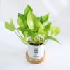 Shop Let Love Grow - Money Plant - Personalized