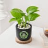 Gift Let Love Grow Money Plant With Planter