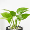 Shop Let Love Grow Money Plant With Planter