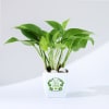 Gift Let Love Grow Money Plant With Plastic Pot